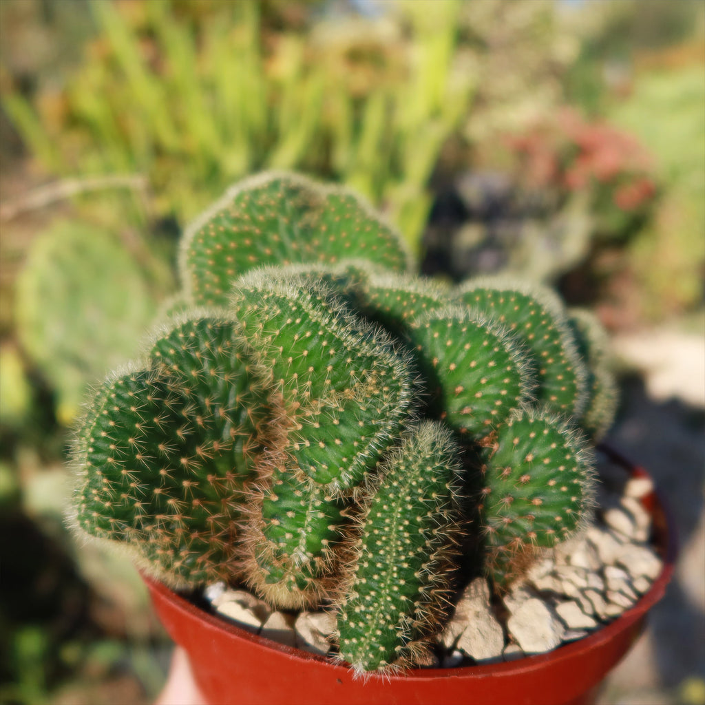 Bolivicereus Cristata