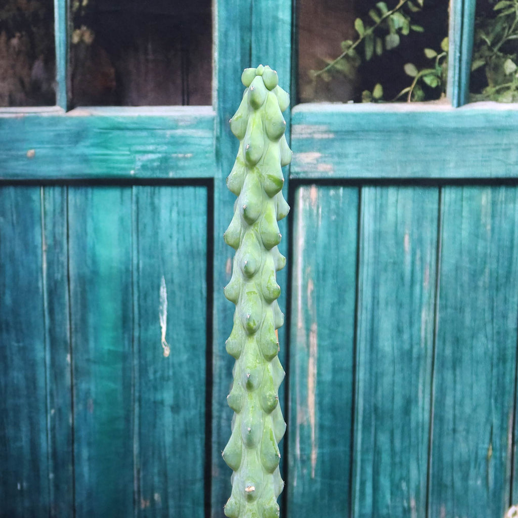 patrol_placeholder_a6ead9acc5af34cb22c78a05ed144ef7