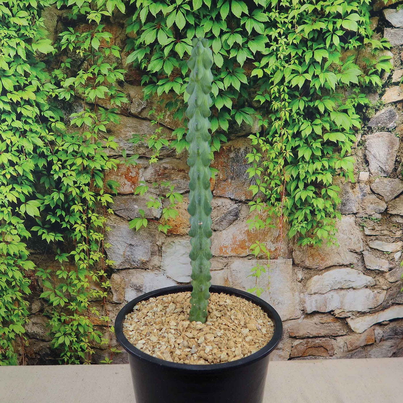 myrtillocactus geometrizans boobie cactus Buy 'Boobie Cactus - Myrtillocactus geometrizans fukurokuryuzinboku' Online
