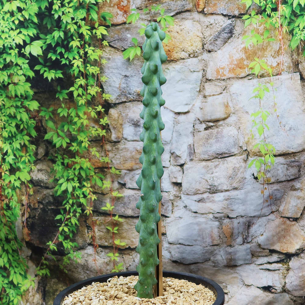 patrol_placeholder_a6ead9acc5af34cb22c78a05ed144ef7