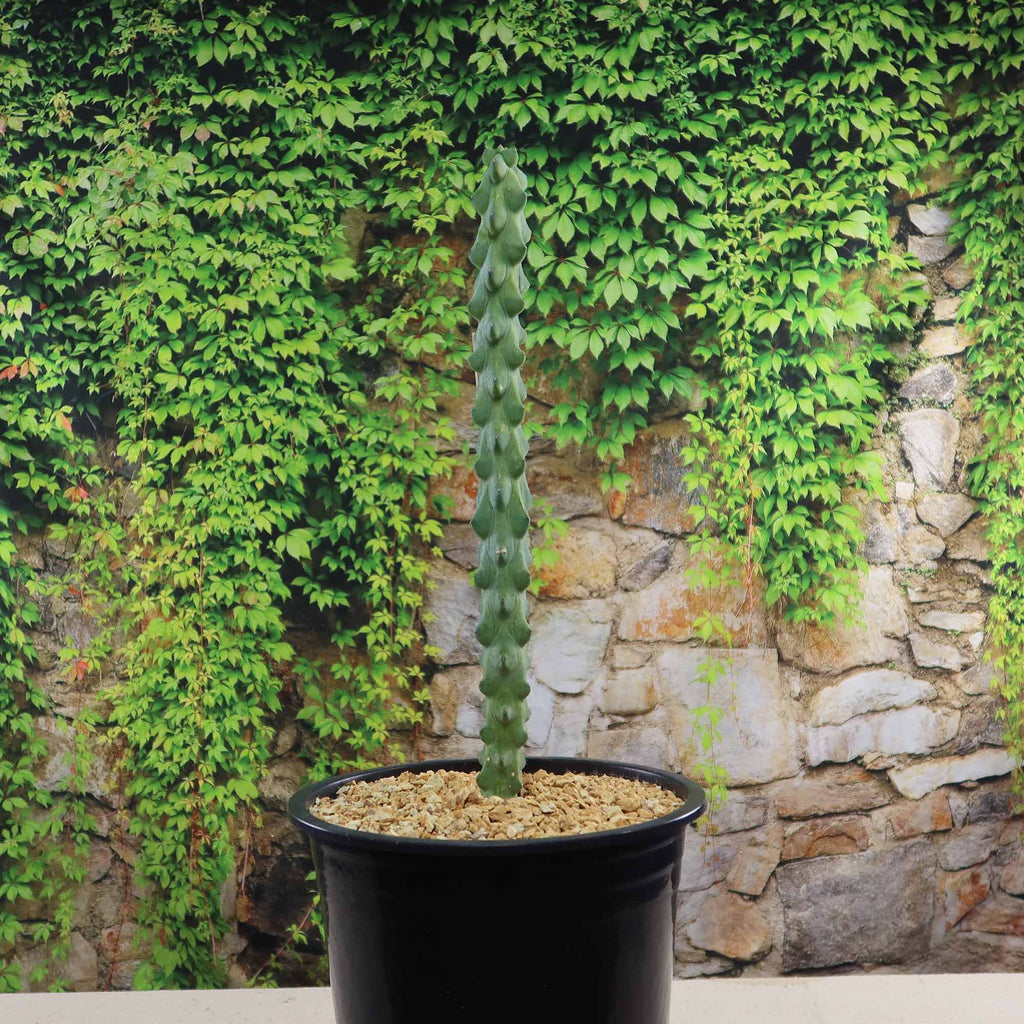 patrol_placeholder_a6ead9acc5af34cb22c78a05ed144ef7