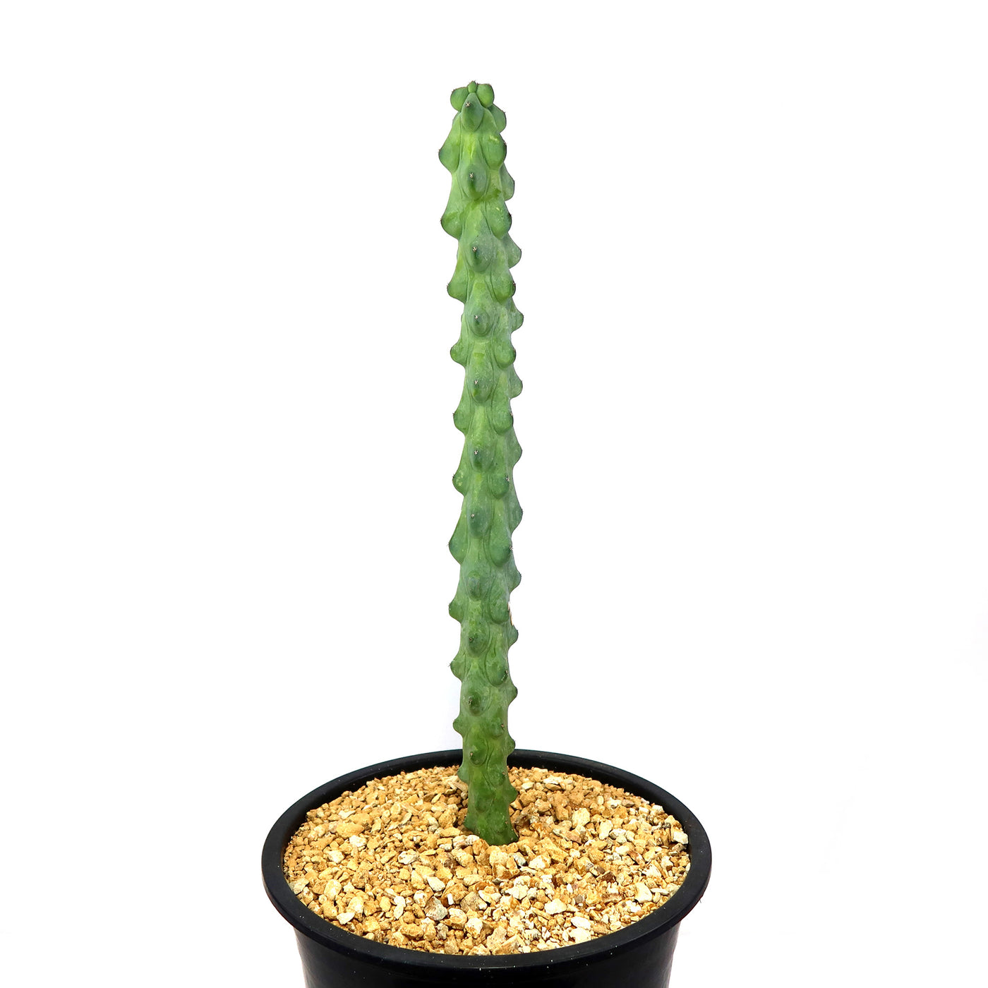 Buy 'Boobie Cactus - Myrtillocactus geometrizans fukurokuryuzinboku' Online 