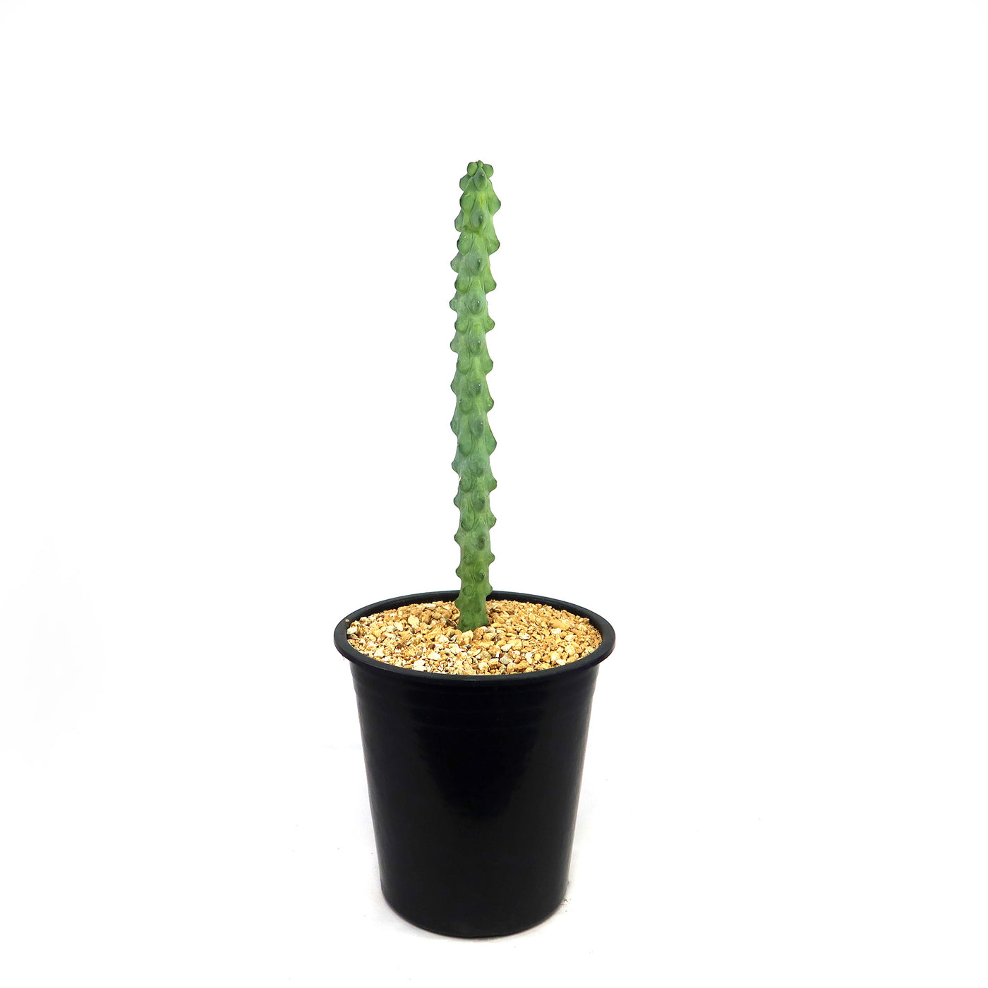 Buy 'Boobie Cactus - Myrtillocactus geometrizans fukurokuryuzinboku' Online 