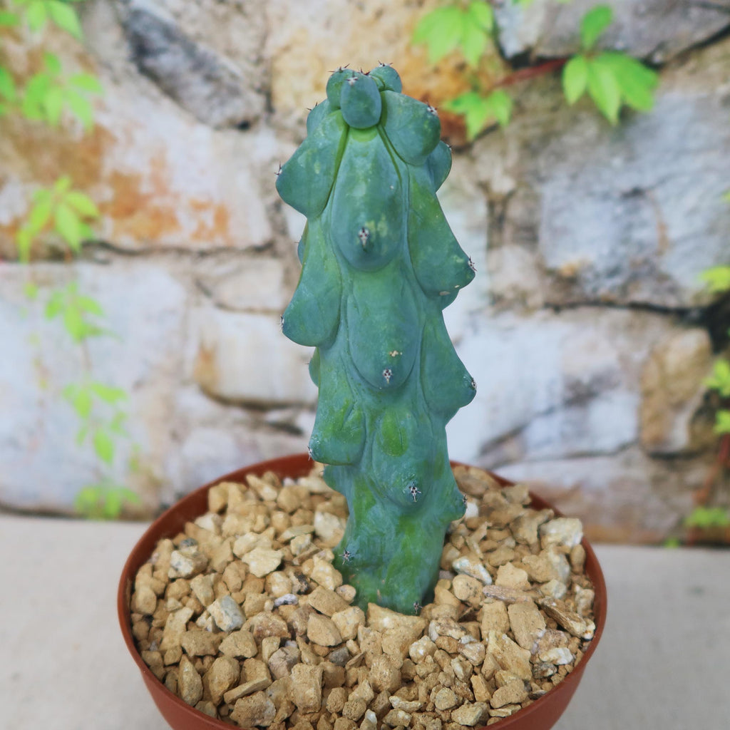 patrol_placeholder_a6ead9acc5af34cb22c78a05ed144ef7