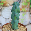 Boobie Cactus -Myrtillocactus geometrizans fukurokuryuzinboku