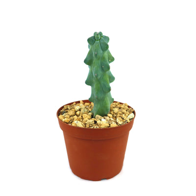 Buy 'Boobie Cactus - Myrtillocactus geometrizans fukurokuryuzinboku' Online 