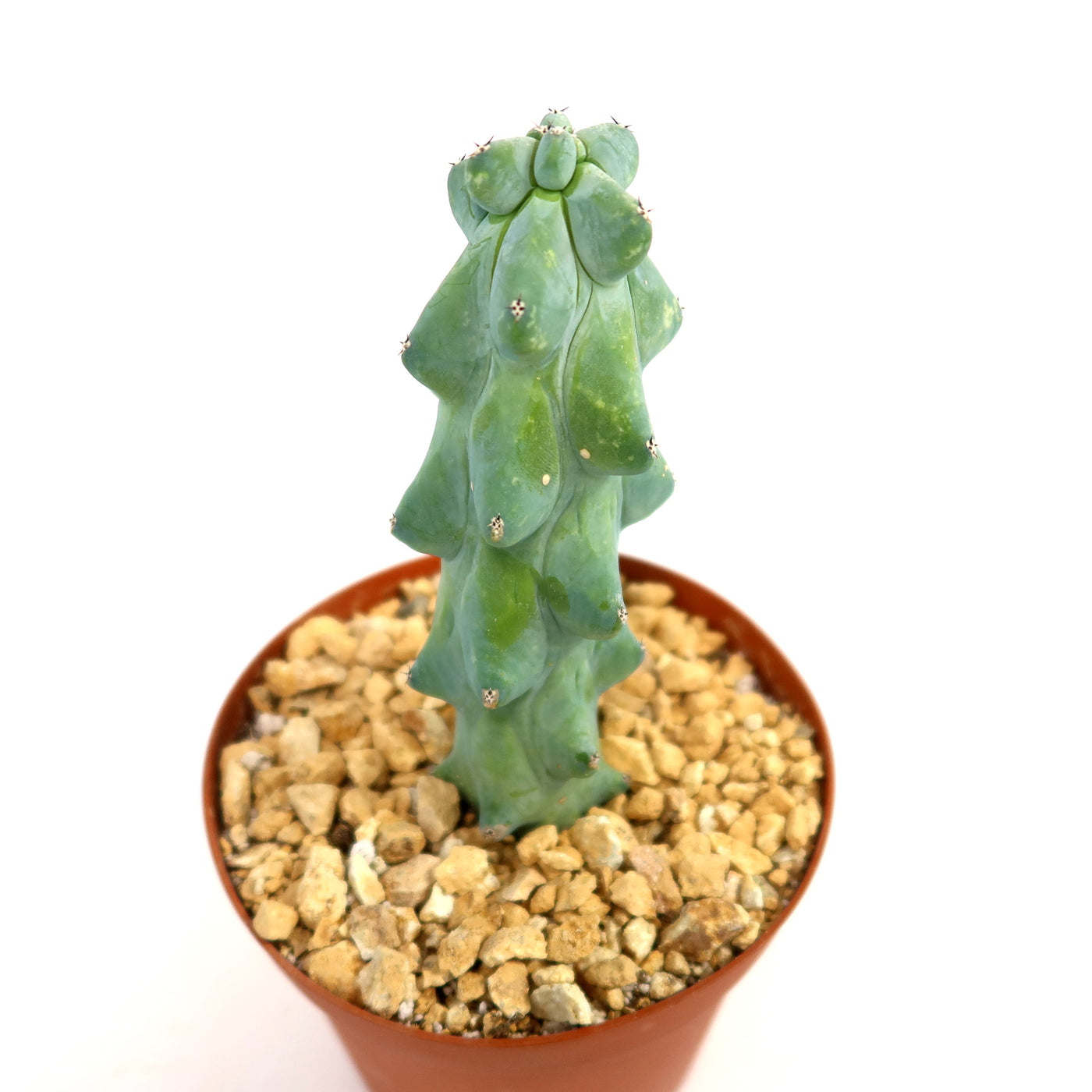 Buy 'Boobie Cactus - Myrtillocactus geometrizans fukurokuryuzinboku' Online 
