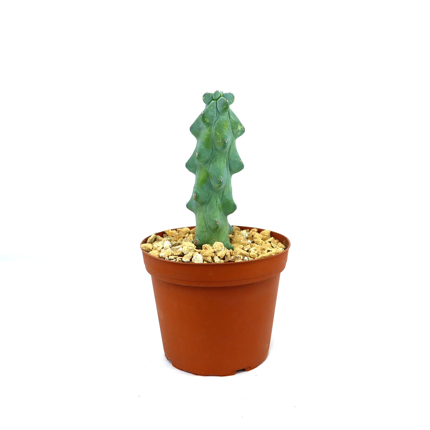 succulent titties Buy 'Boobie Cactus - Myrtillocactus geometrizans fukurokuryuzinboku' Online