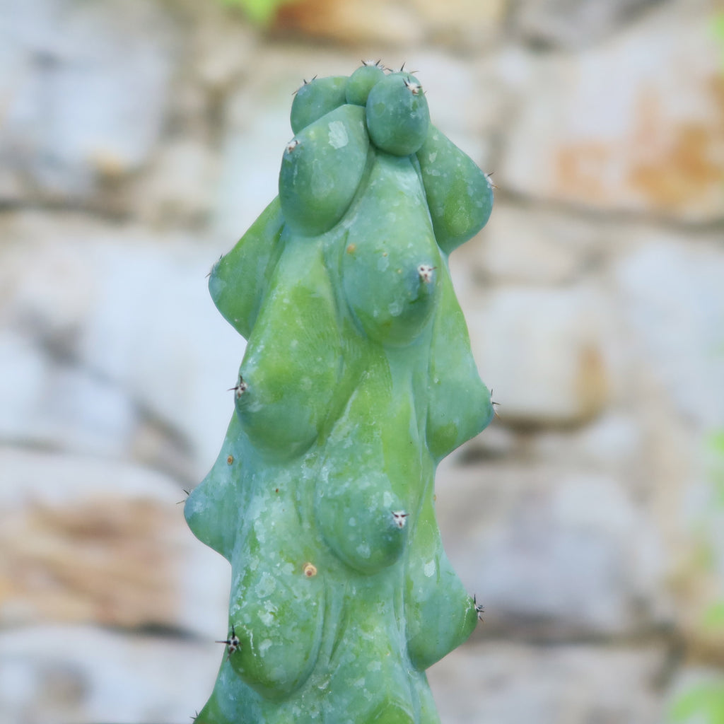 patrol_placeholder_a6ead9acc5af34cb22c78a05ed144ef7