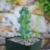 Boobie Cactus (Myrtillocactus geometrizans fukurokuryuzinboku) with rounded bumps in a black pot of pebbles, against a blurred stone wall.