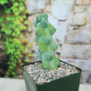 Green bumpy Boobie Cactus (Myrtillocactus geometrizans fukurokuryuzinboku) in a square gravel pot, with vines and stone wall behind.
