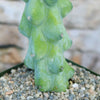 Close-up of a green, bumpy Boobie Cactus in a pot with small pebbles, set against a softly blurred background for accessibility.