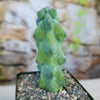 Close-up of a Boobie Cactus with green, bumpy stems growing upright in a pebble-filled pot against a blurred stone and foliage background.
