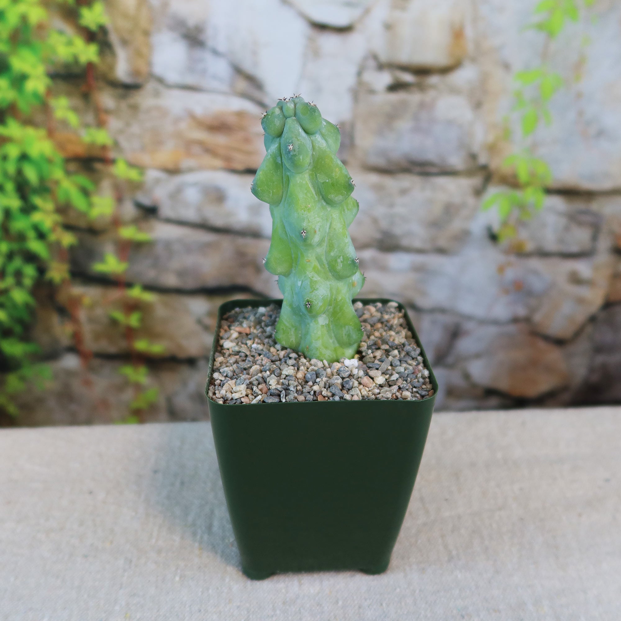 A Boobie Cactus (Myrtillocactus geometrizans fukurokuryuzinboku) displayed in a pot, showing its unique rounded shape.