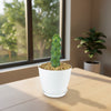 Boobie Cactus -Myrtillocactus geometrizans fukurokuryuzinboku
