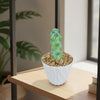 Boobie Cactus -Myrtillocactus geometrizans fukurokuryuzinboku