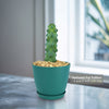 Boobie Cactus -Myrtillocactus geometrizans fukurokuryuzinboku