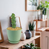 Boobie Cactus -Myrtillocactus geometrizans fukurokuryuzinboku