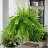 Boston Fern Plants ‘Nephrolepis exaltata’