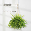 Boston Fern Plants ‘Nephrolepis exaltata’