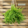 Boston Fern Plants ‘Nephrolepis exaltata’