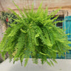 Boston Fern Plants ‘Nephrolepis exaltata’