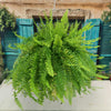 Boston Fern Plants ‘Nephrolepis exaltata’