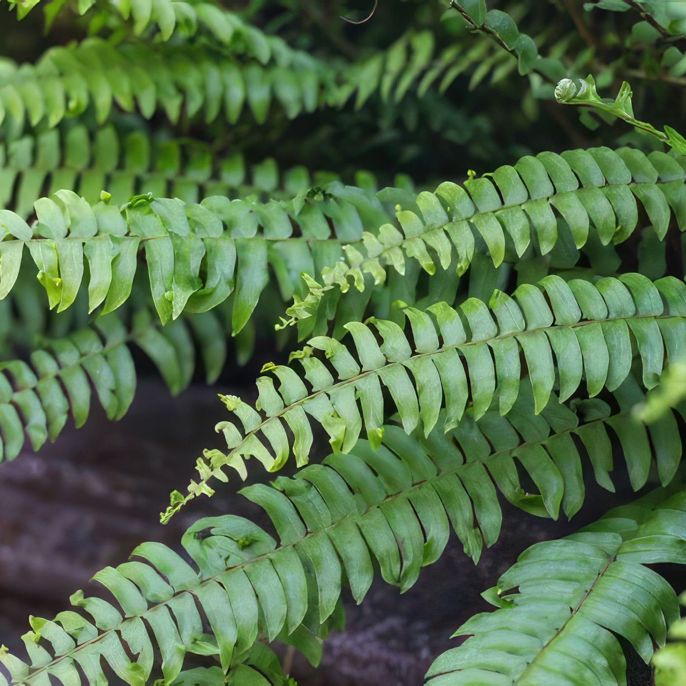 Boston Fern Plants ‘Nephrolepis exaltata’