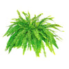 Boston Fern Plants ‘Nephrolepis exaltata’