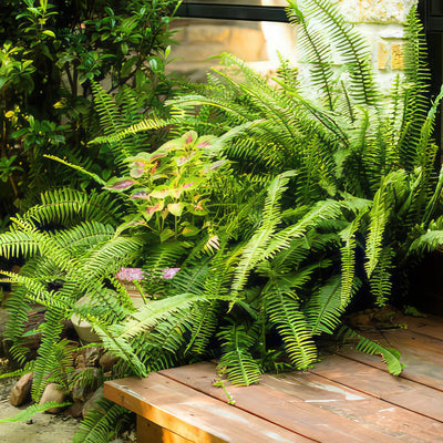 Boston Fern Plants ‘Nephrolepis exaltata’