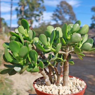 Botany Bay Jade Plant - Crassula ovata Botany Bay