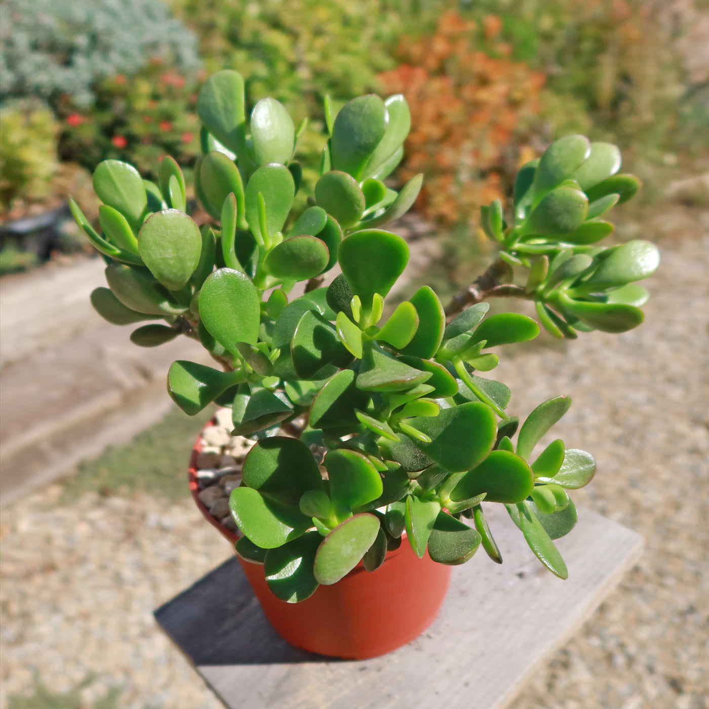 flat leaf jade plant Botany Bay Jade Plant