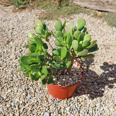 Botany Bay Jade Plant - Crassula ovata Botany Bay