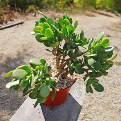 Botany Bay Jade Plant - Crassula ovata Botany Bay