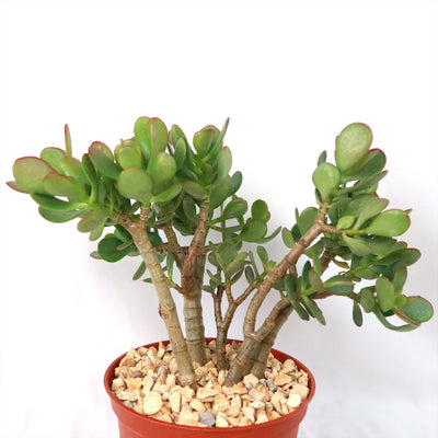 Botany Bay Jade Plant - Crassula ovata Botany Bay