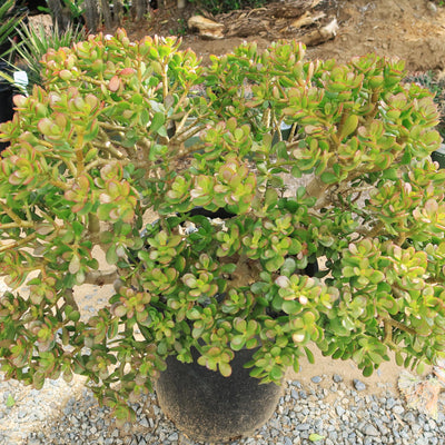 Botany Bay Jade Plant - Crassula ovata Botany Bay