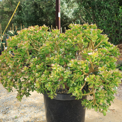 Botany Bay Jade Plant - Crassula ovata Botany Bay