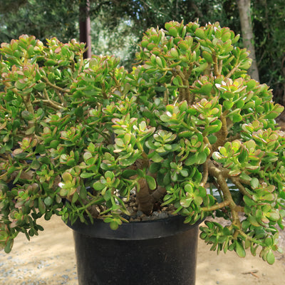 Botany Bay Jade Plant - Crassula ovata Botany Bay