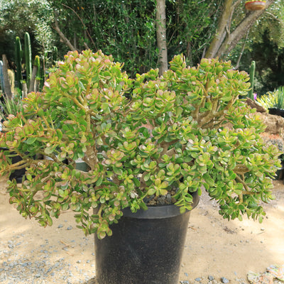 Botany Bay Jade Plant - Crassula ovata Botany Bay