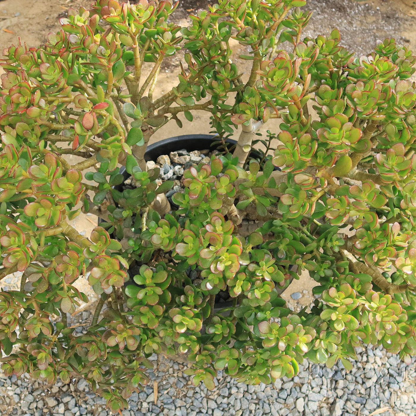 Botany Bay Jade Plant - Crassula ovata Botany Bay