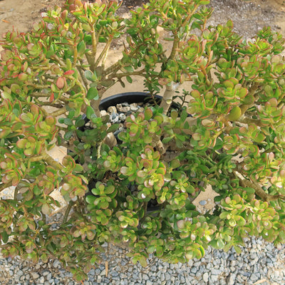 Botany Bay Jade Plant - Crassula ovata Botany Bay