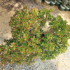 Botany Bay Jade Plant - Crassula ovata Botany Bay