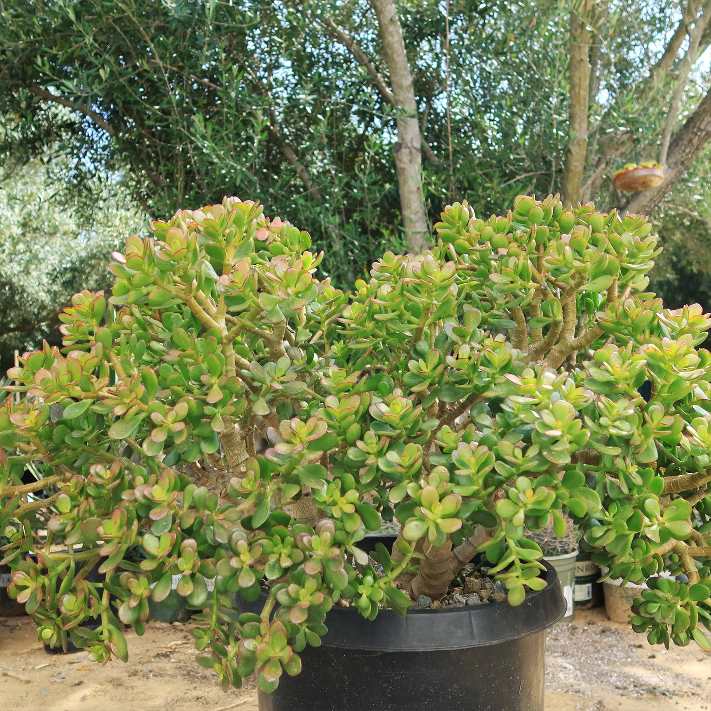 Botany Bay Jade Plant - Crassula ovata Botany Bay