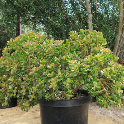 Botany Bay Jade Plant - Crassula ovata Botany Bay