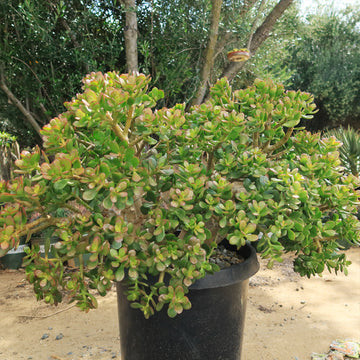 jade plant history Botany Bay Jade Plant