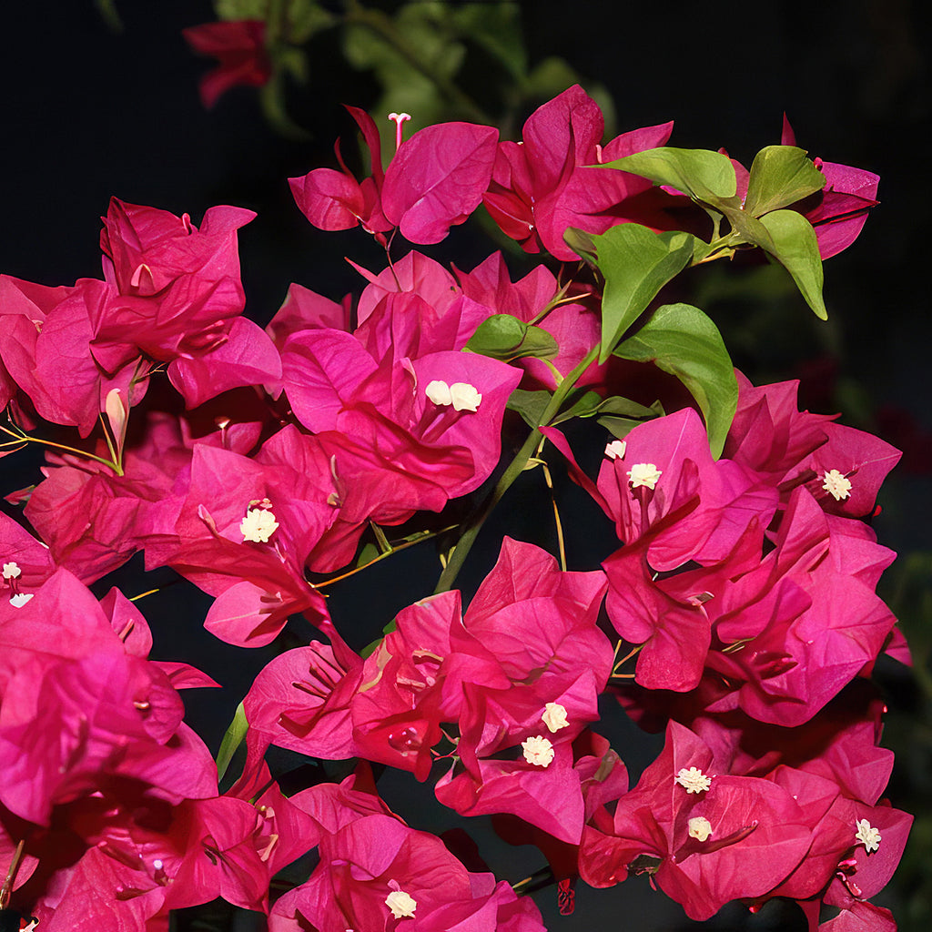 Torch Glow Bougainvillea