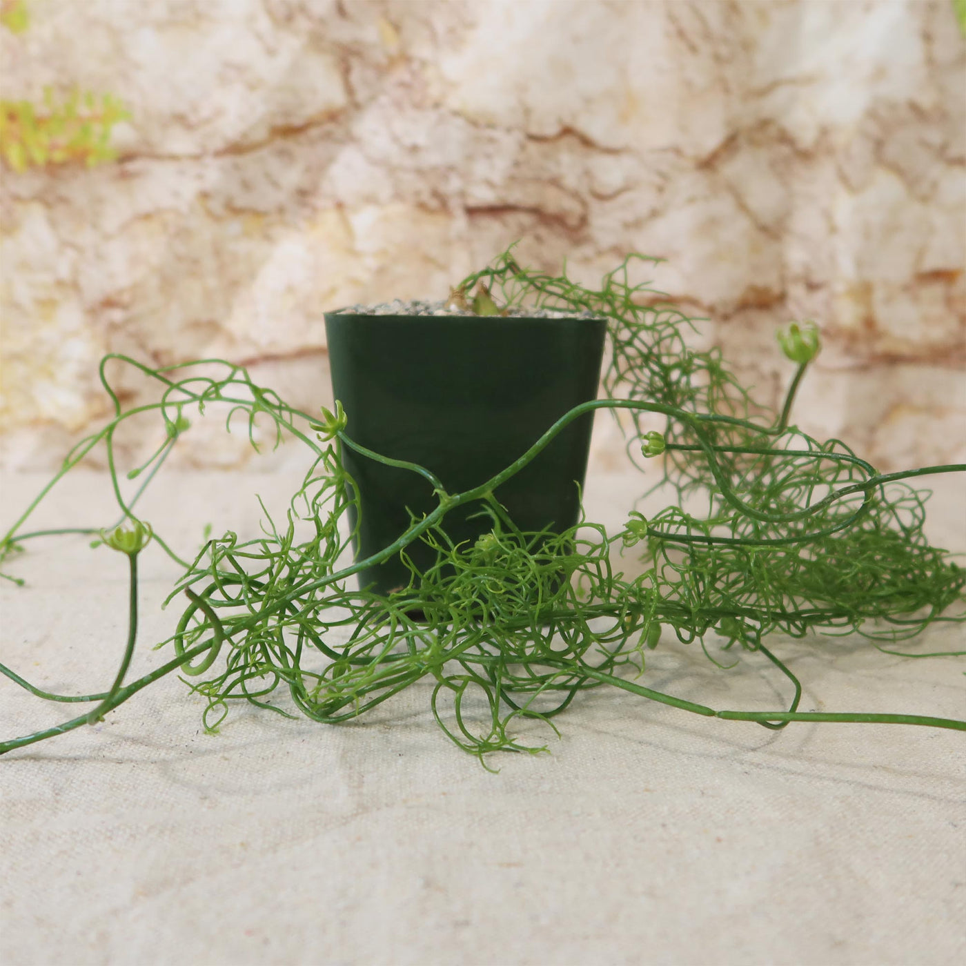 Bowiea volubilis