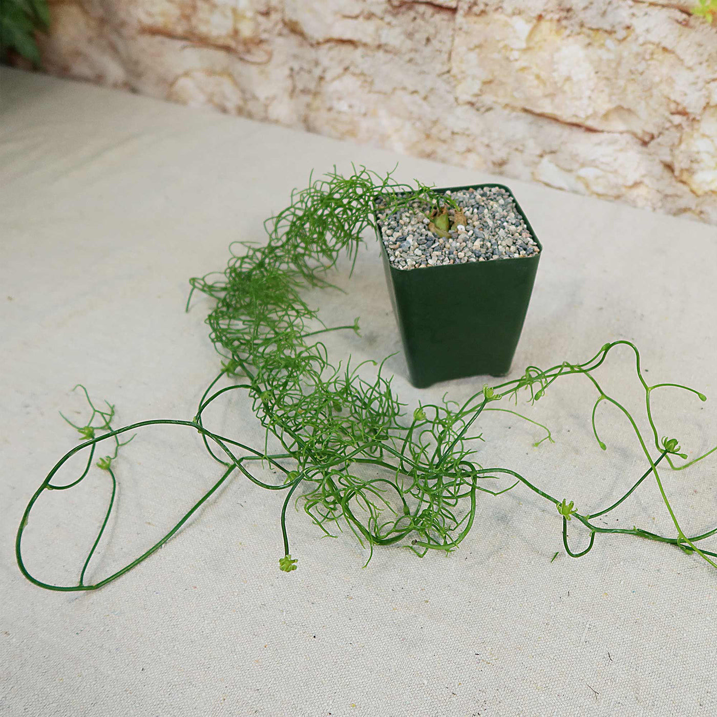 succulent onion plant Bowiea volubilis