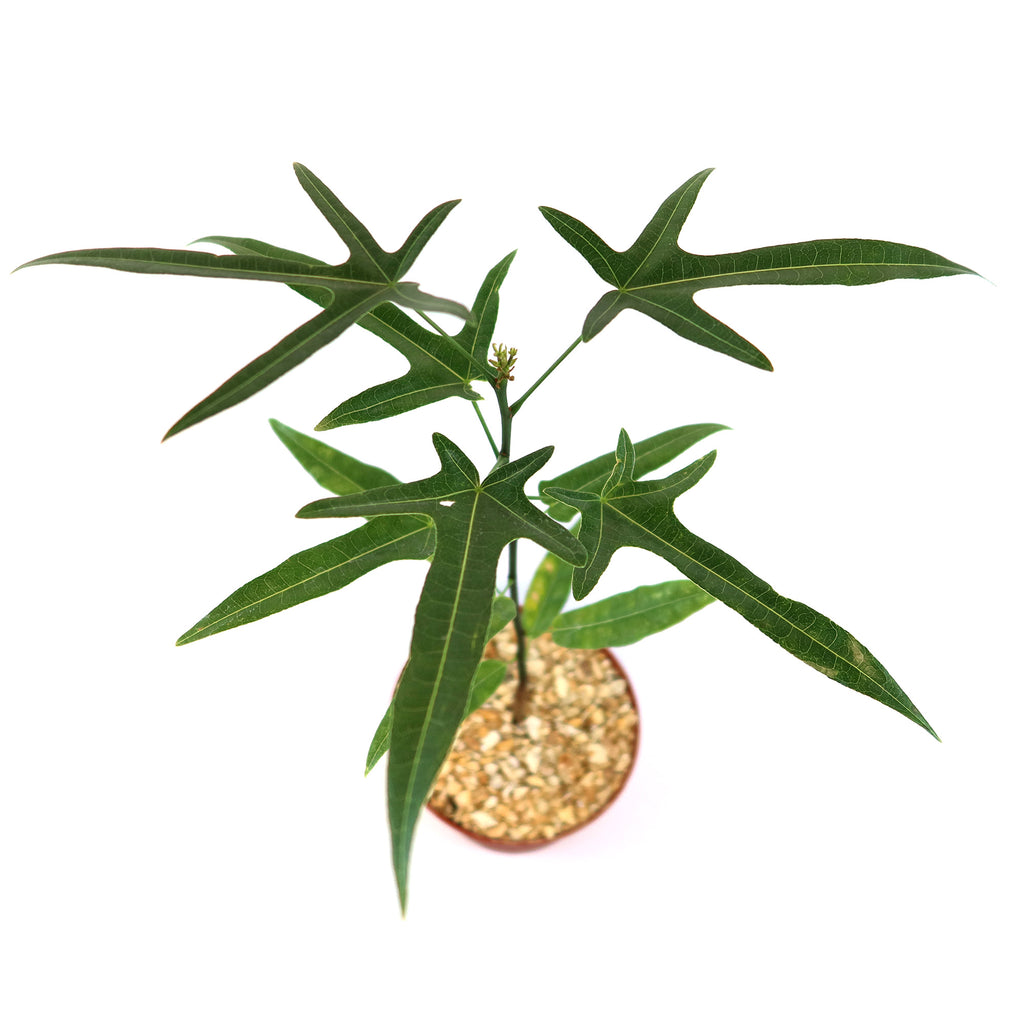 patrol_placeholder_a6ead9acc5af34cb22c78a05ed144ef7