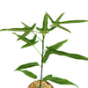 Ormeau bottle tree ‘Brachychiton sp. Ormeau’